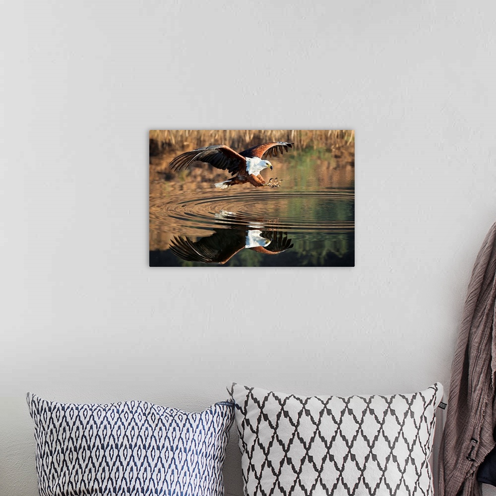 A bohemian room featuring A large Fish Eagle extends its claws over the water, Drakensburg, Africa.