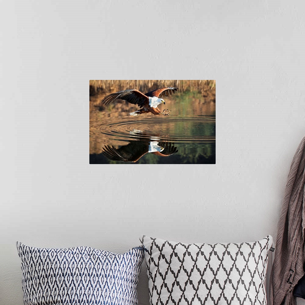 A bohemian room featuring A large Fish Eagle extends its claws over the water, Drakensburg, Africa.