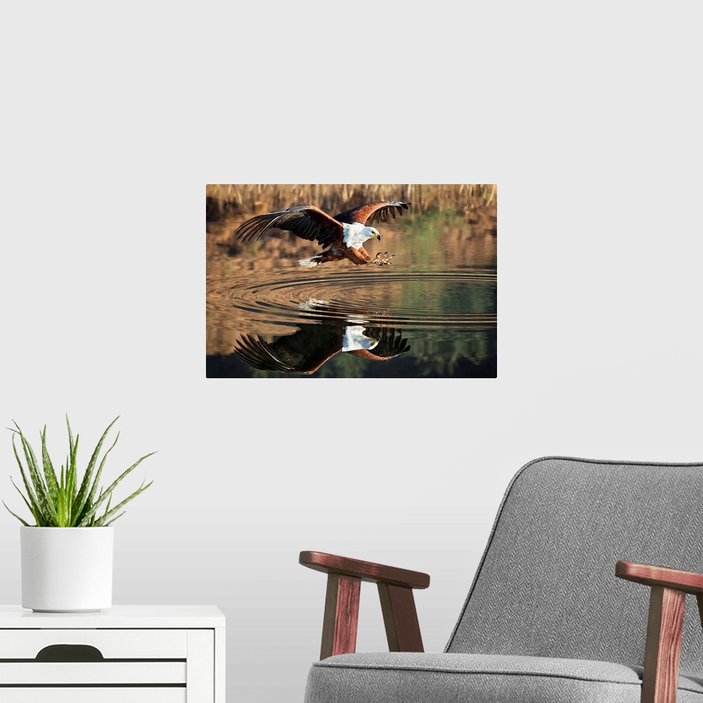 A modern room featuring A large Fish Eagle extends its claws over the water, Drakensburg, Africa.