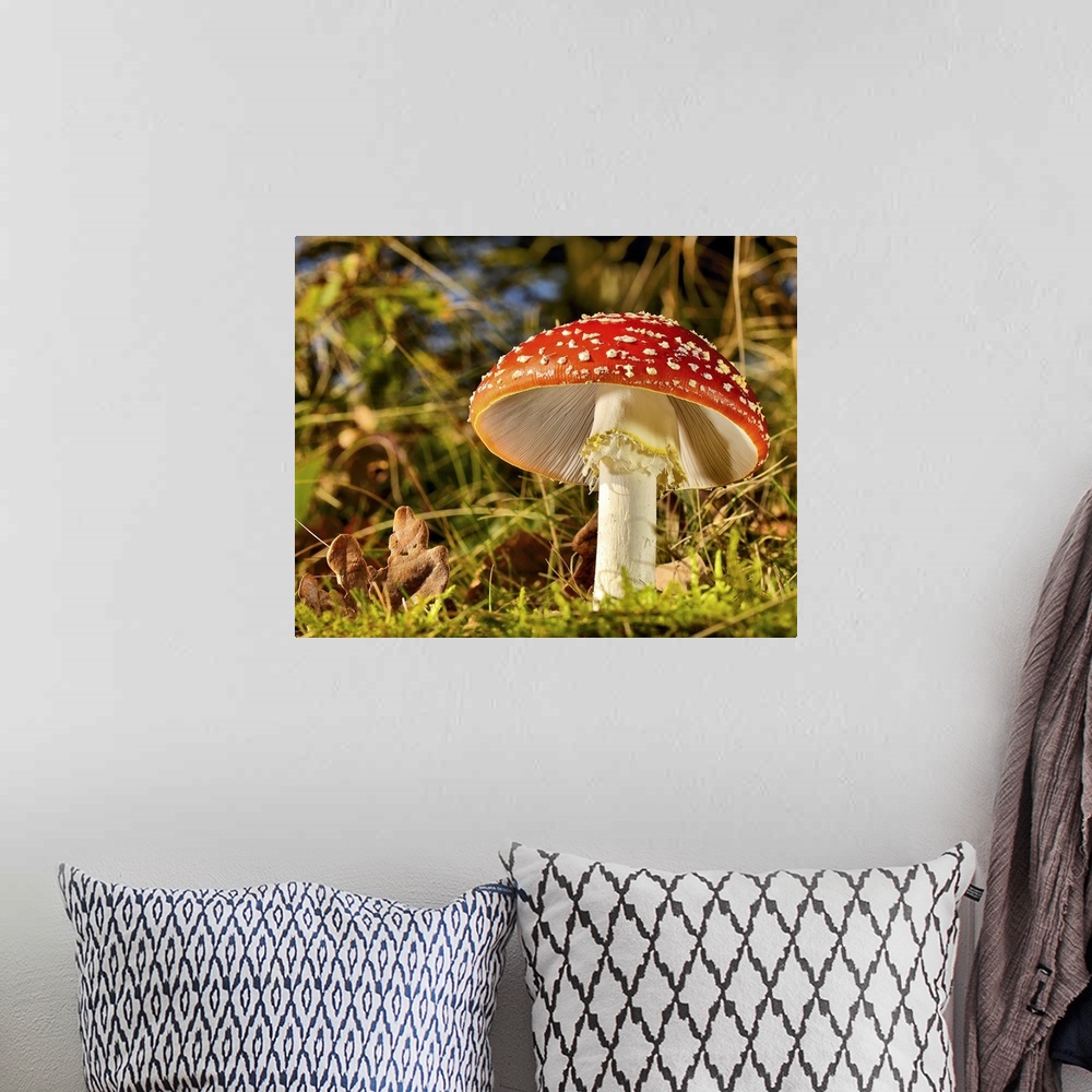 A bohemian room featuring A large red mushroom with white spots in a forest.