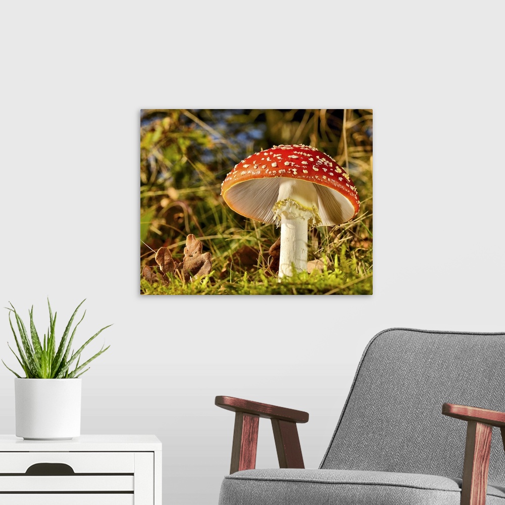 A modern room featuring A large red mushroom with white spots in a forest.