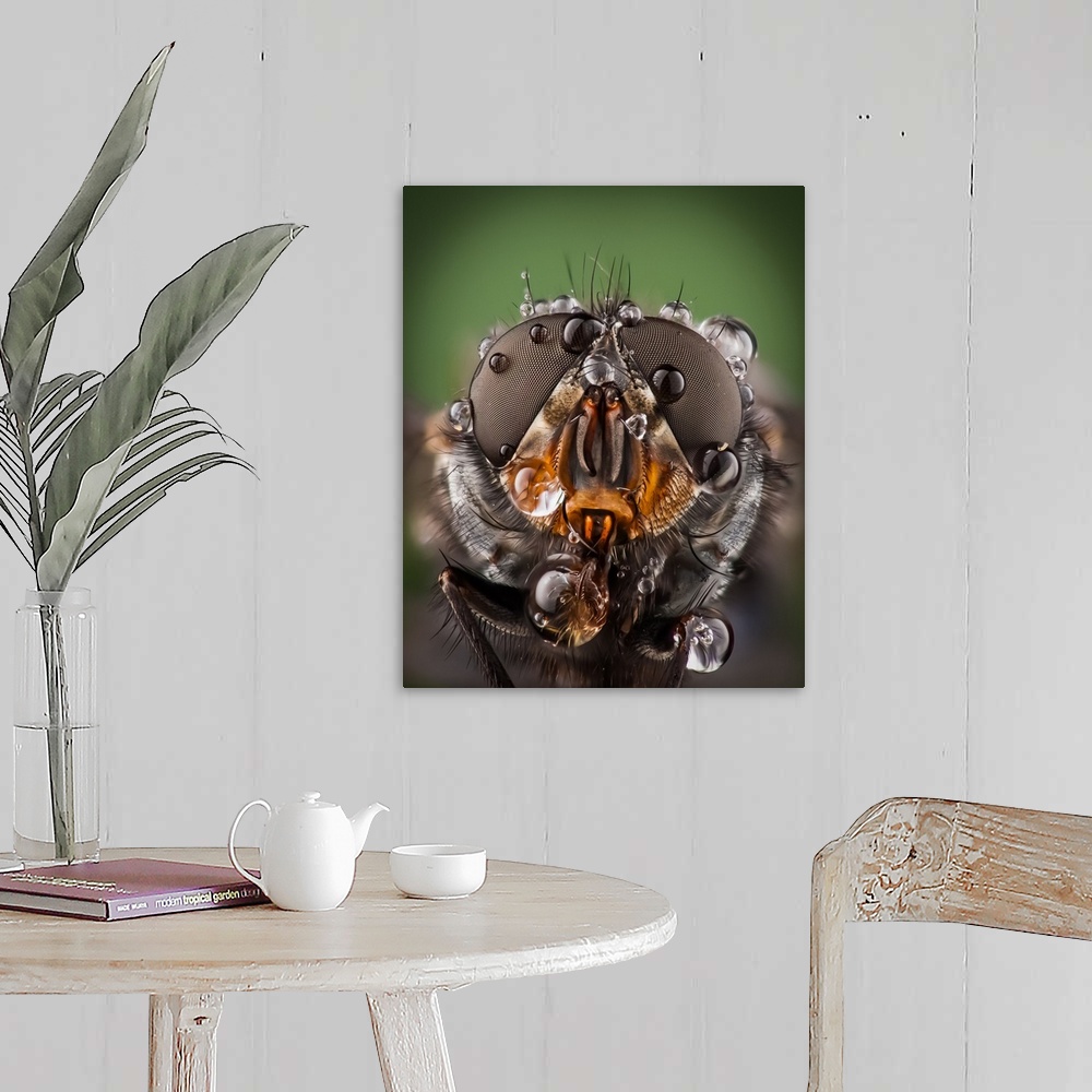 A farmhouse room featuring Macro photo of a house fly with droplets of water on its compound eyes.