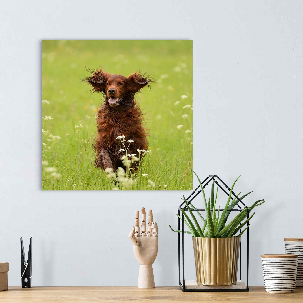 A bohemian room featuring A dog happily running through a meadow with flowers.