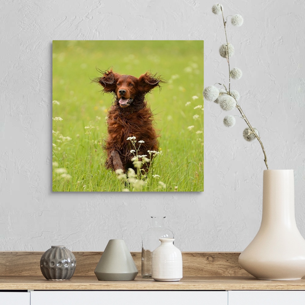 A farmhouse room featuring A dog happily running through a meadow with flowers.