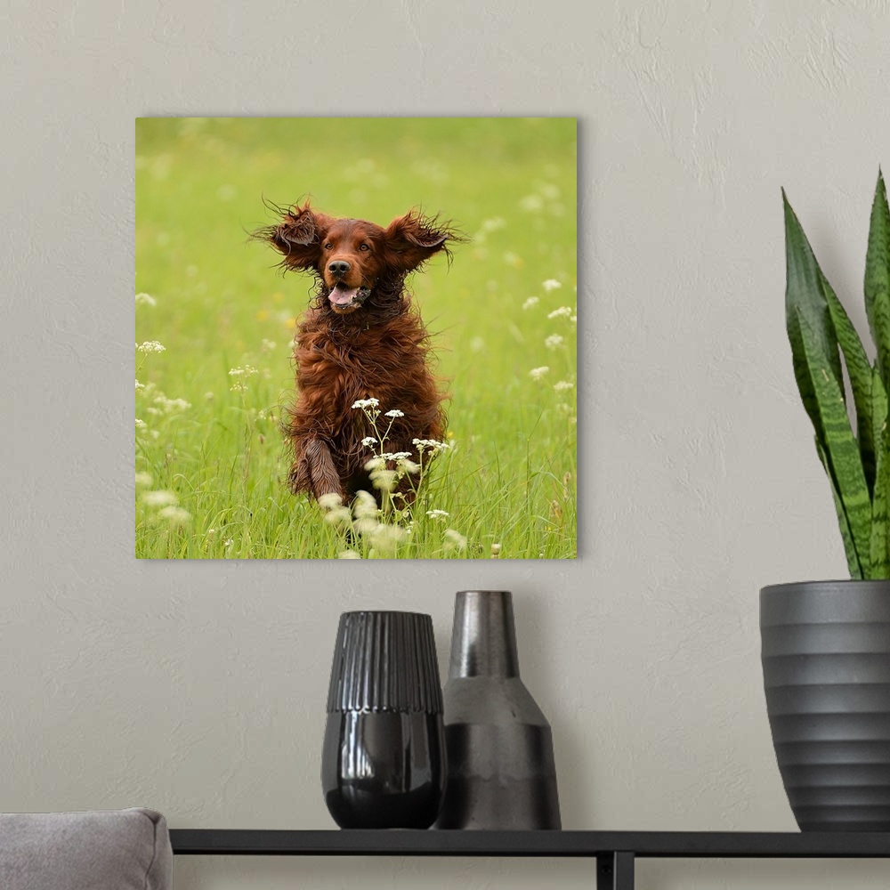 A modern room featuring A dog happily running through a meadow with flowers.