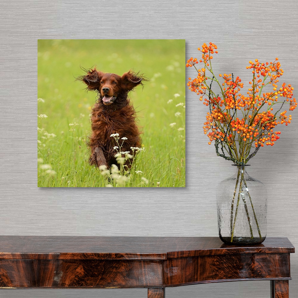 A traditional room featuring A dog happily running through a meadow with flowers.