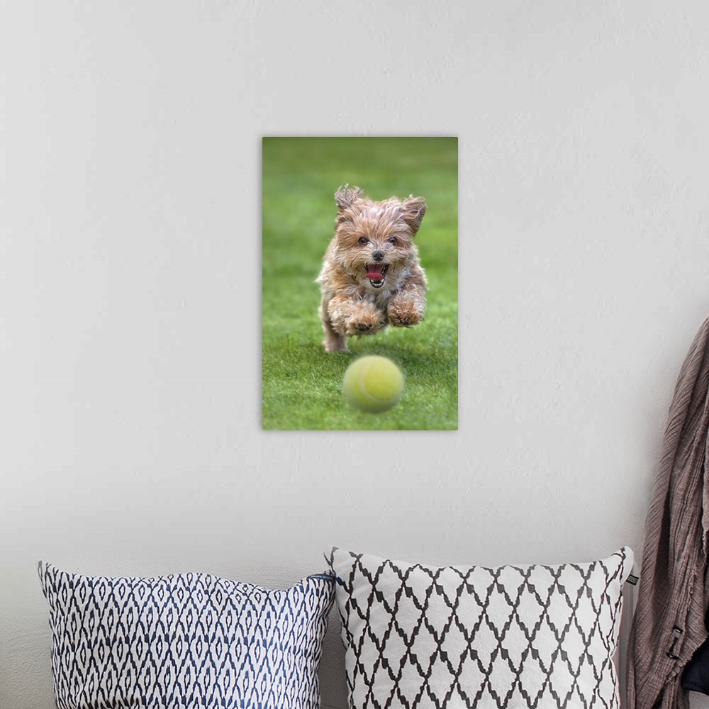 A bohemian room featuring A puppy running happily over a trimmed lawn after a ball.