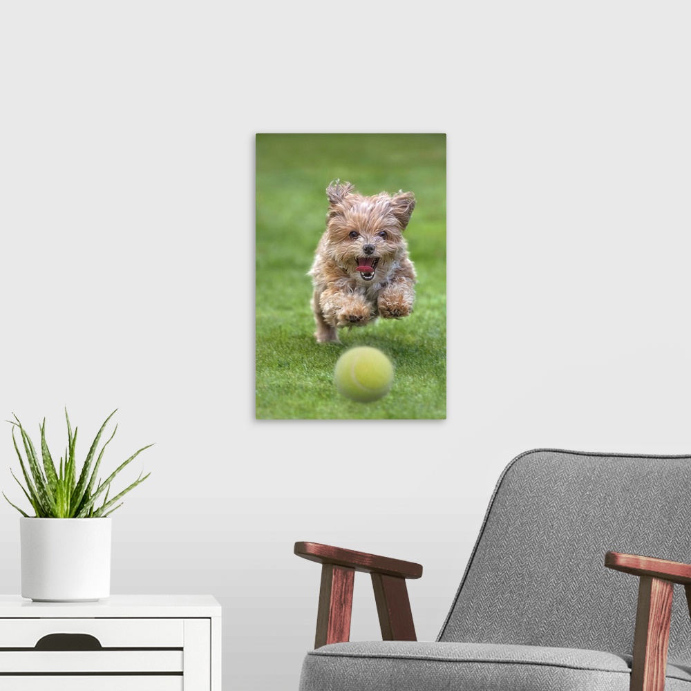 A modern room featuring A puppy running happily over a trimmed lawn after a ball.