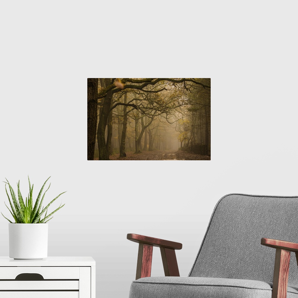 A modern room featuring The woods on a foggy autumn day.