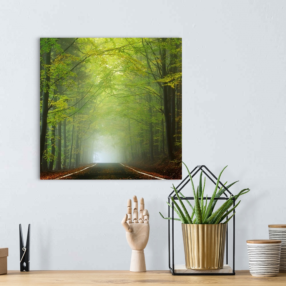 A bohemian room featuring Photograph of a shrouded forest road with bright green foliage and dense fog in the distance.