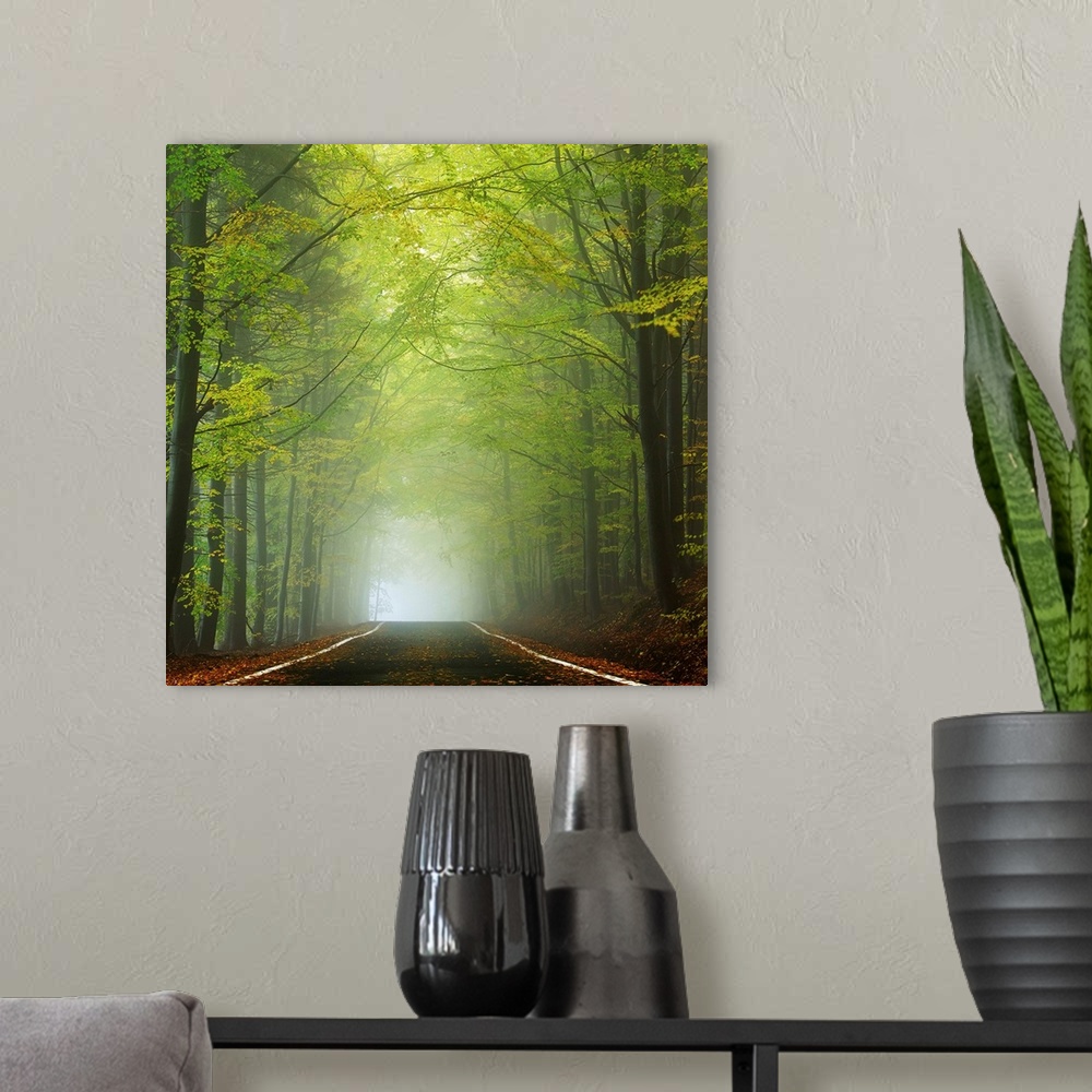 A modern room featuring Photograph of a shrouded forest road with bright green foliage and dense fog in the distance.