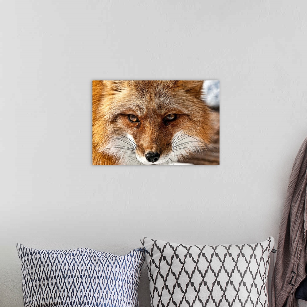 A bohemian room featuring Portrait of a red fox with long whiskers.