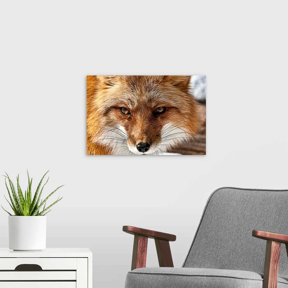 A modern room featuring Portrait of a red fox with long whiskers.