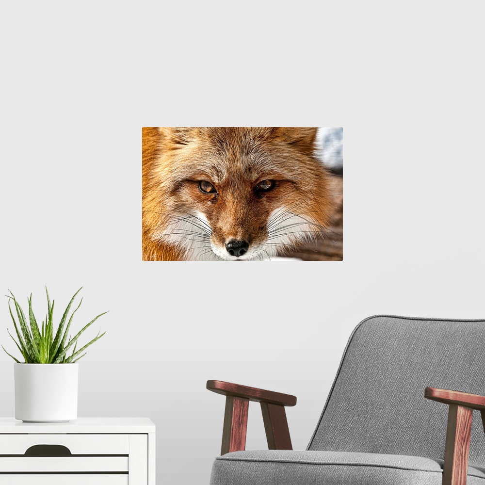 A modern room featuring Portrait of a red fox with long whiskers.