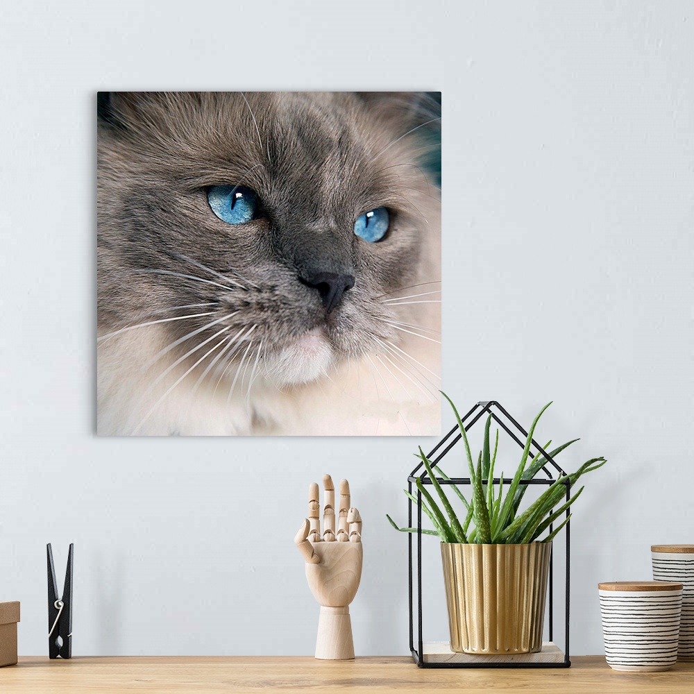 A bohemian room featuring A Ragdoll cat with the most gorgeous blue eyes.