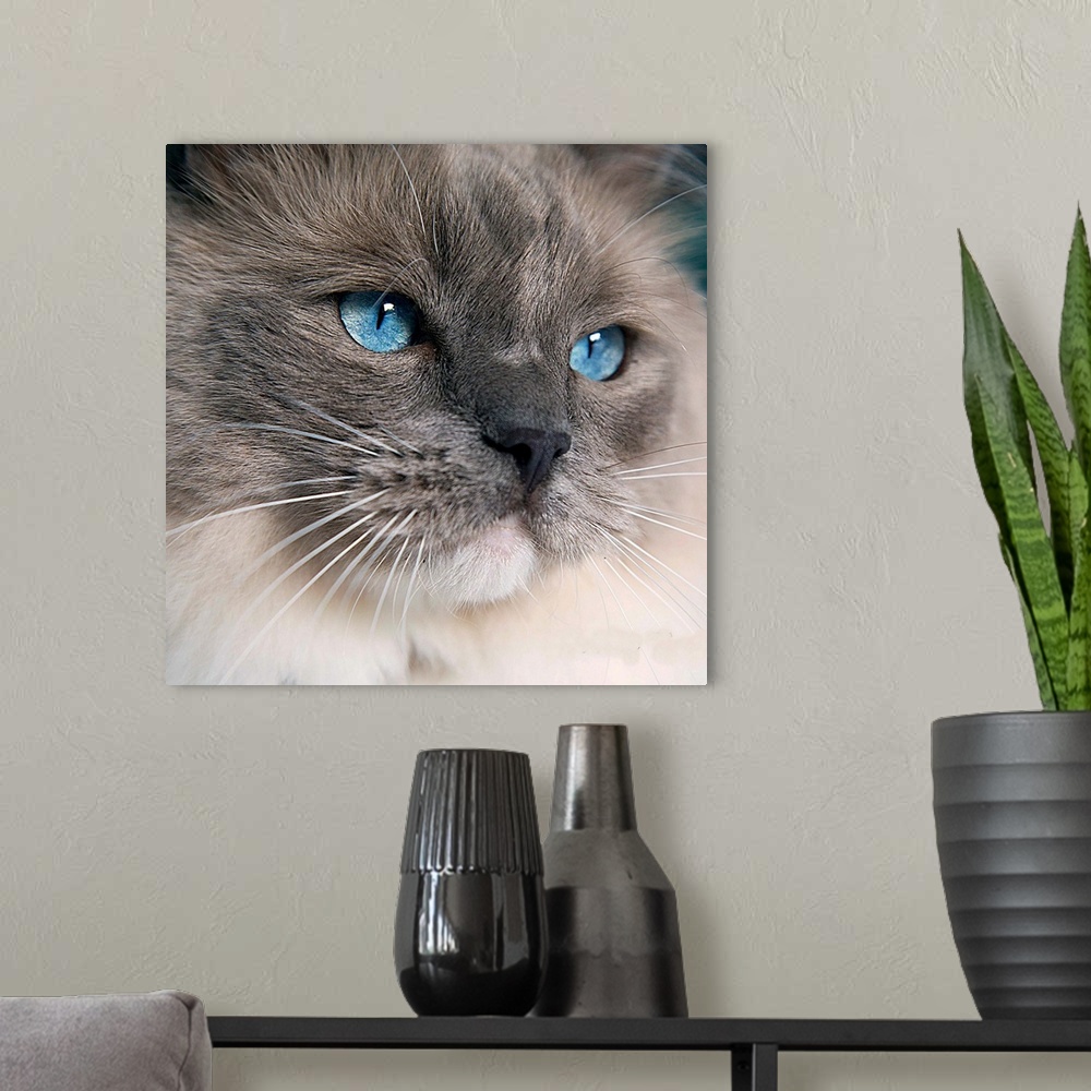 A modern room featuring A Ragdoll cat with the most gorgeous blue eyes.