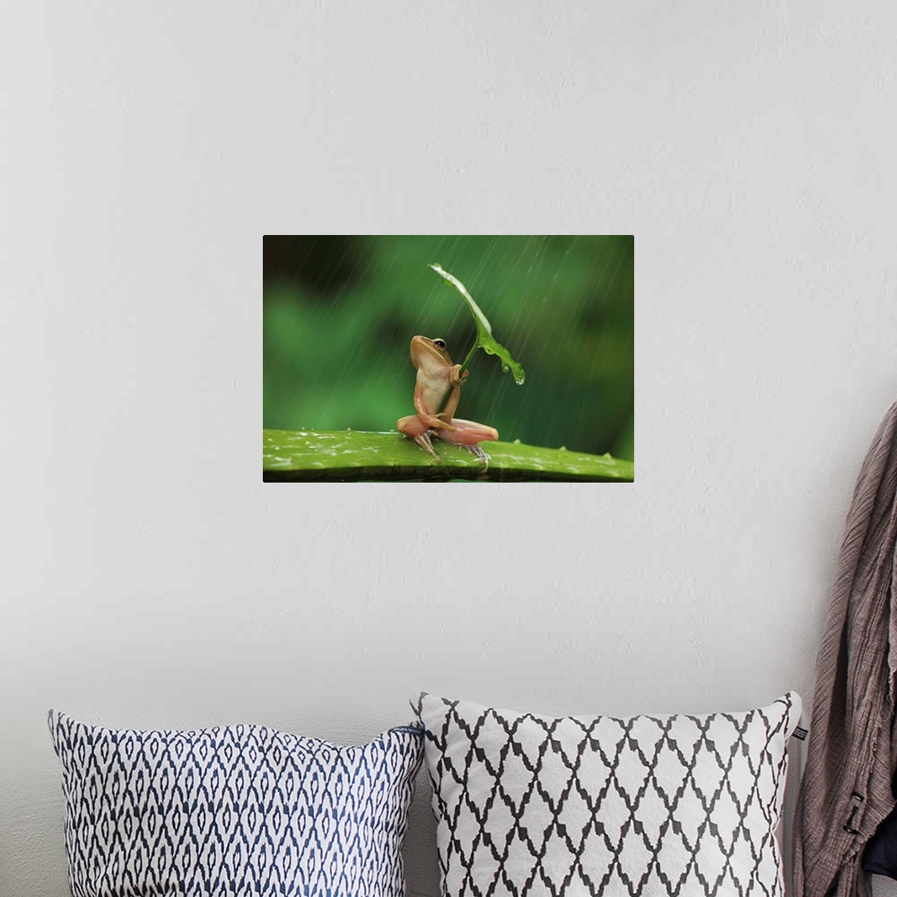 A bohemian room featuring A small frog holding a leaf like an umbrella.