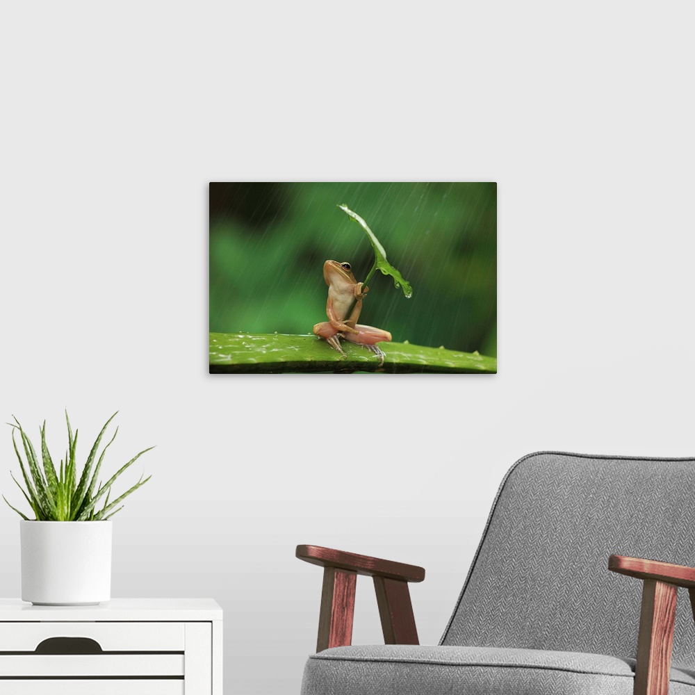 A modern room featuring A small frog holding a leaf like an umbrella.
