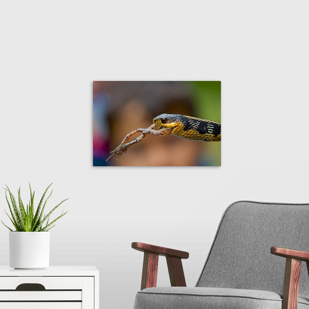 A modern room featuring A snake making a meal out of a frog.