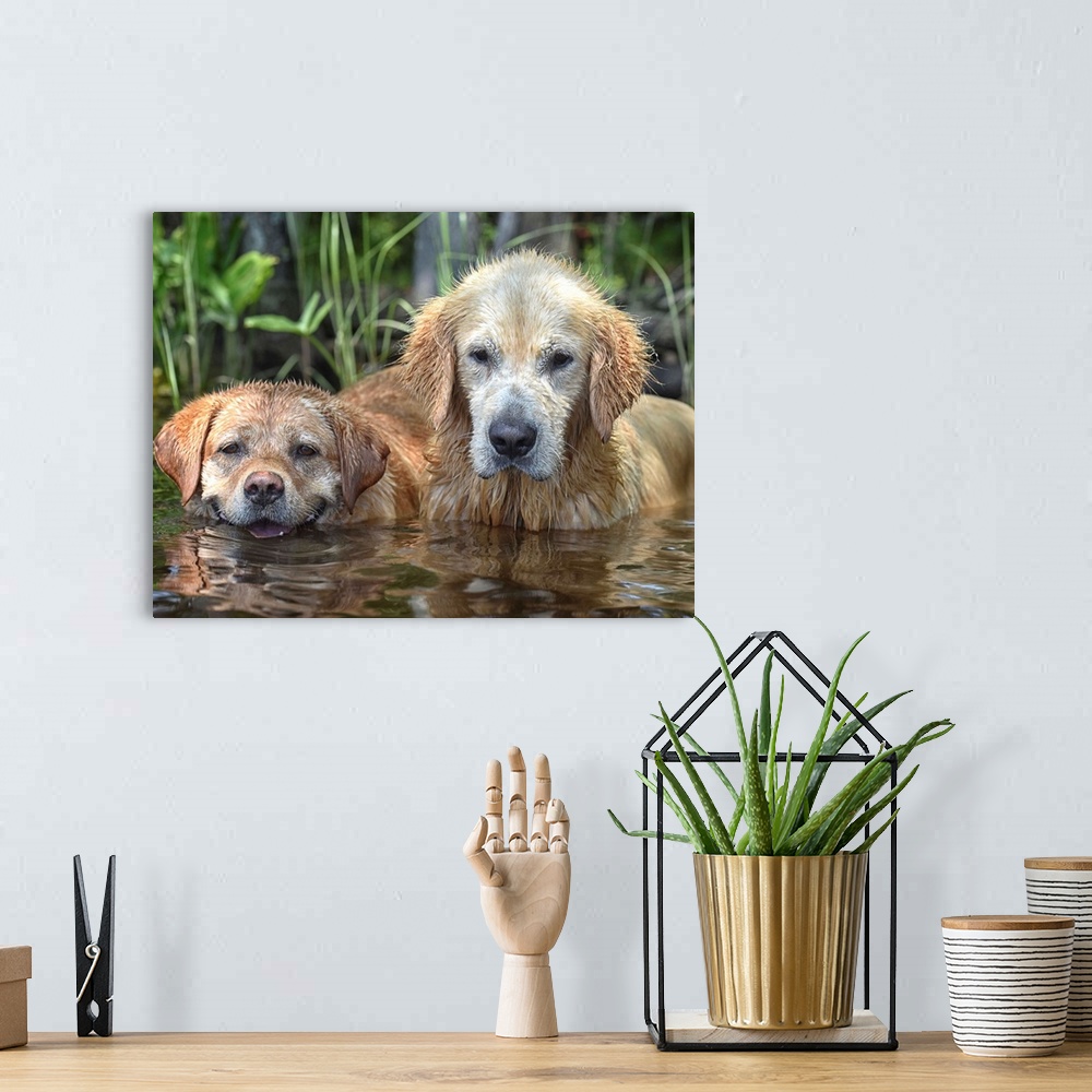 A bohemian room featuring Two golden retrievers with dirty, wet fur from jumping in the water.
