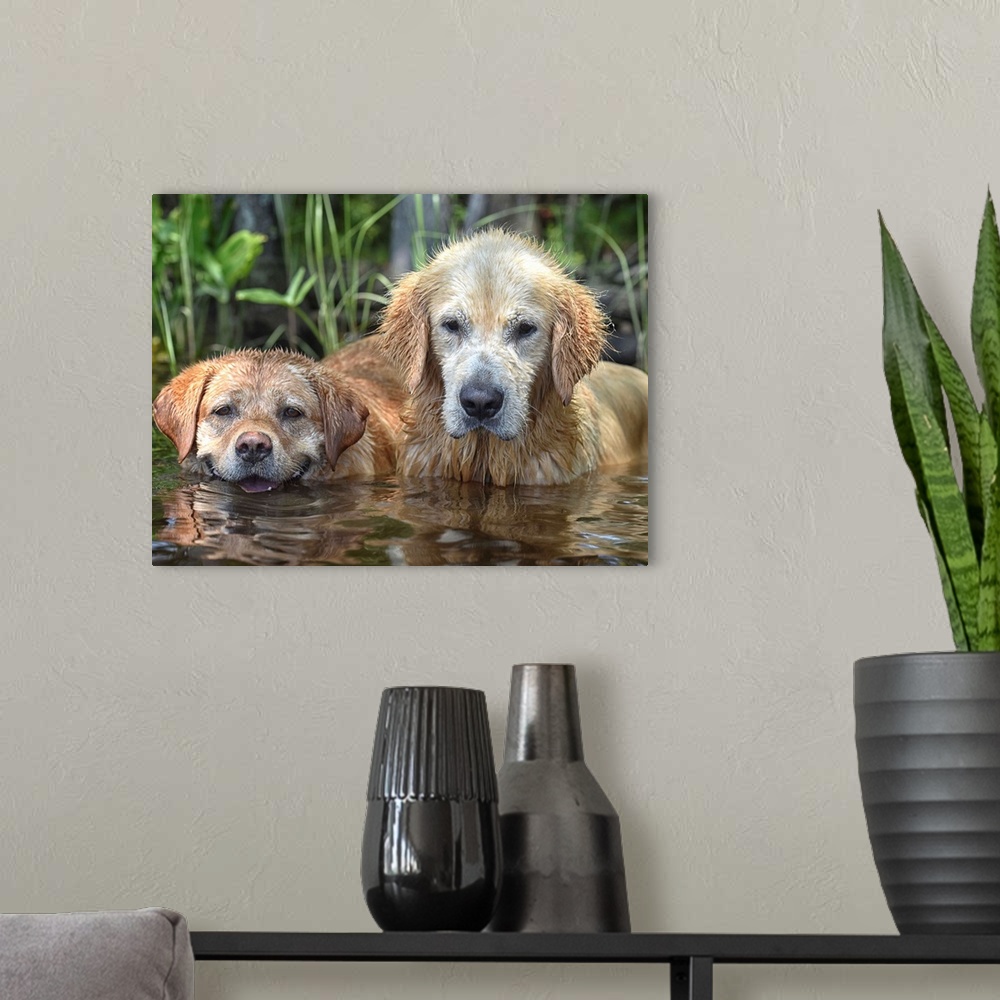 A modern room featuring Two golden retrievers with dirty, wet fur from jumping in the water.
