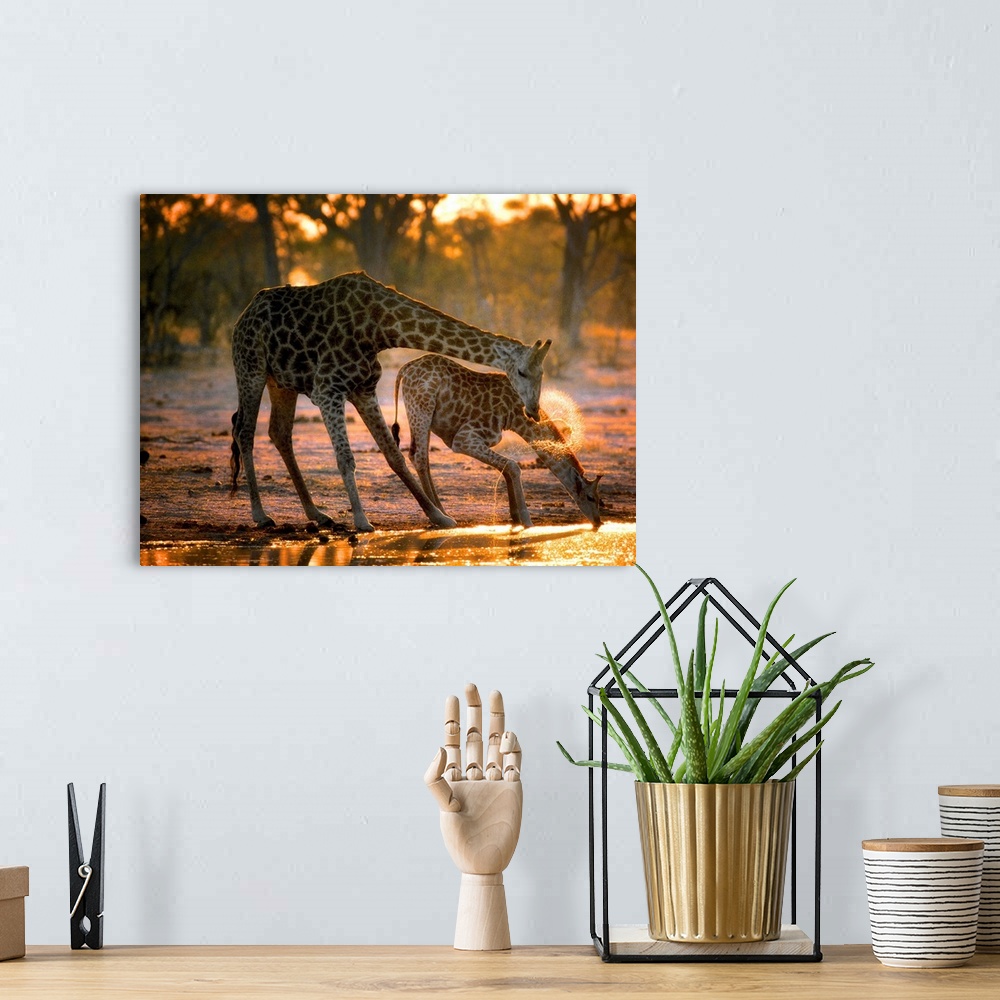 A bohemian room featuring Two giraffes drinking in the late evening.