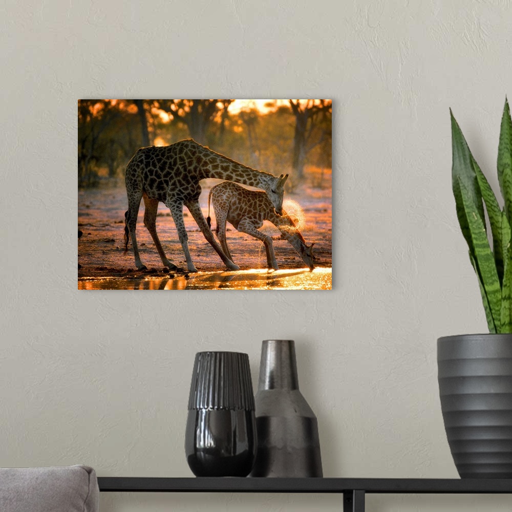 A modern room featuring Two giraffes drinking in the late evening.