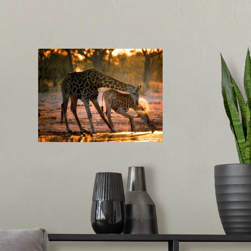 A modern room featuring Two giraffes drinking in the late evening.