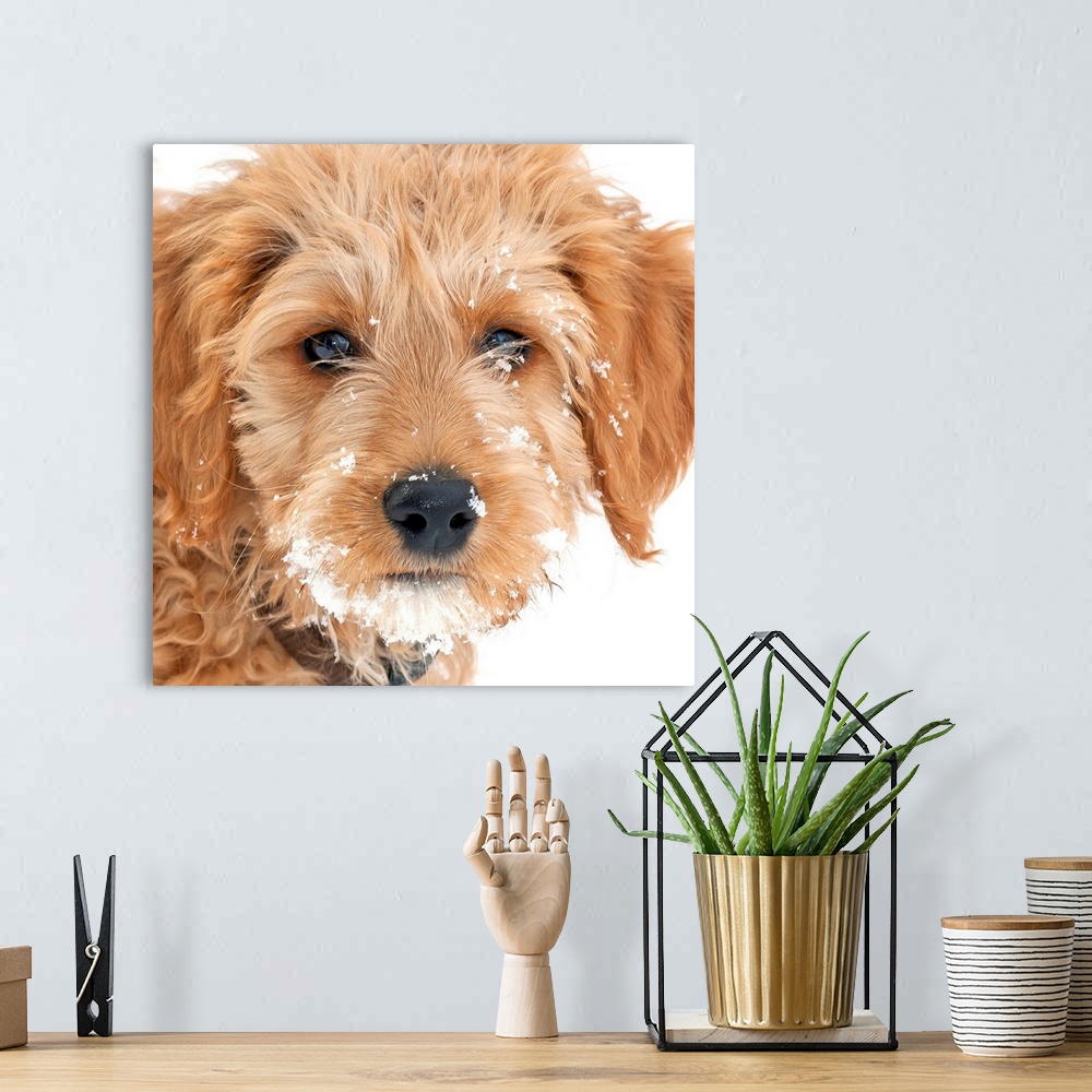 A bohemian room featuring Golden Doodle