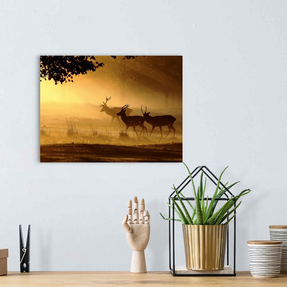 A bohemian room featuring Stags in the morning mist in a forest.