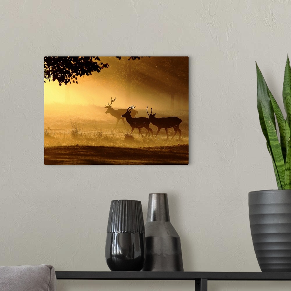 A modern room featuring Stags in the morning mist in a forest.