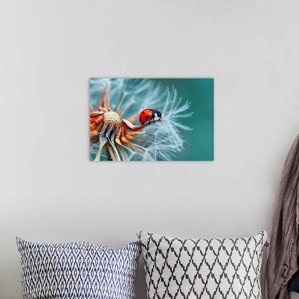 A bohemian room featuring A bright red ladybug on the edge of a dandelion seed.