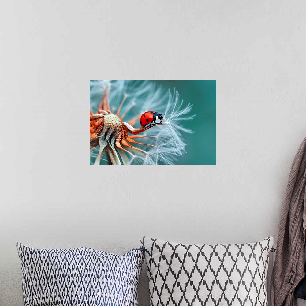 A bohemian room featuring A bright red ladybug on the edge of a dandelion seed.