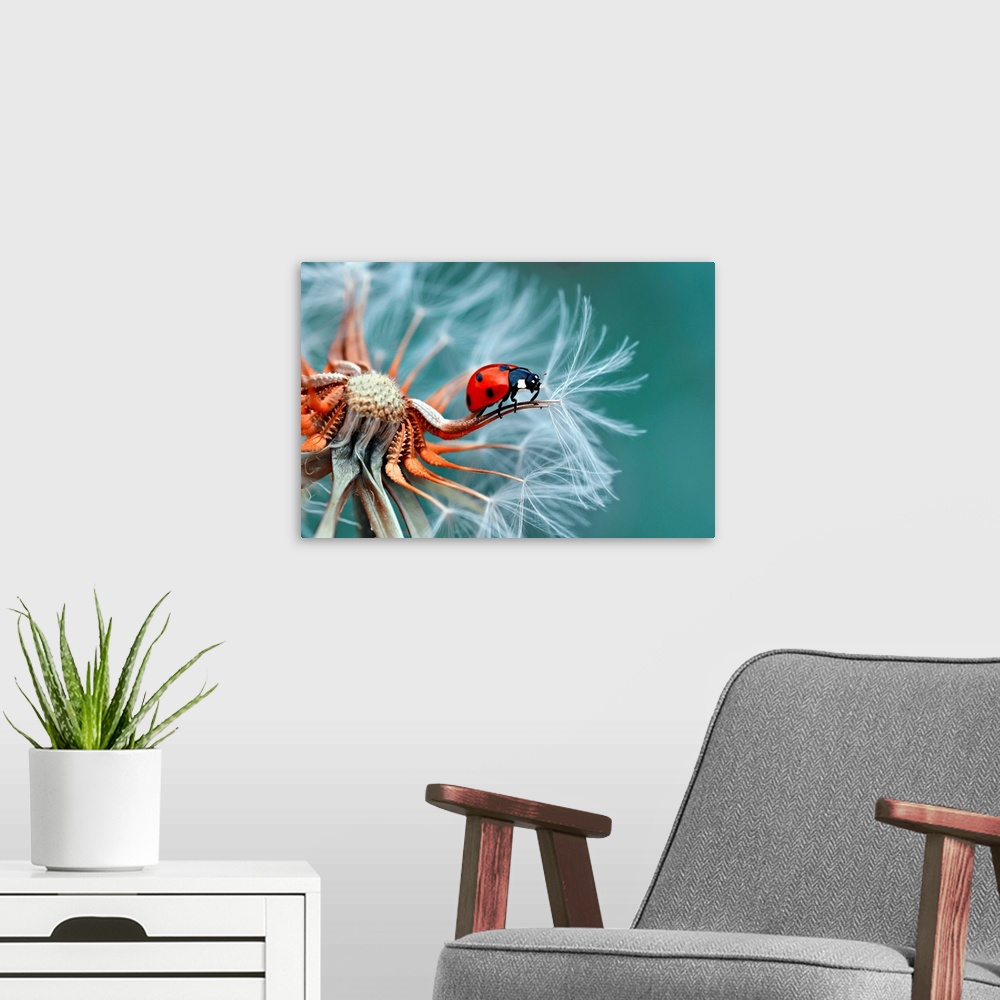 A modern room featuring A bright red ladybug on the edge of a dandelion seed.