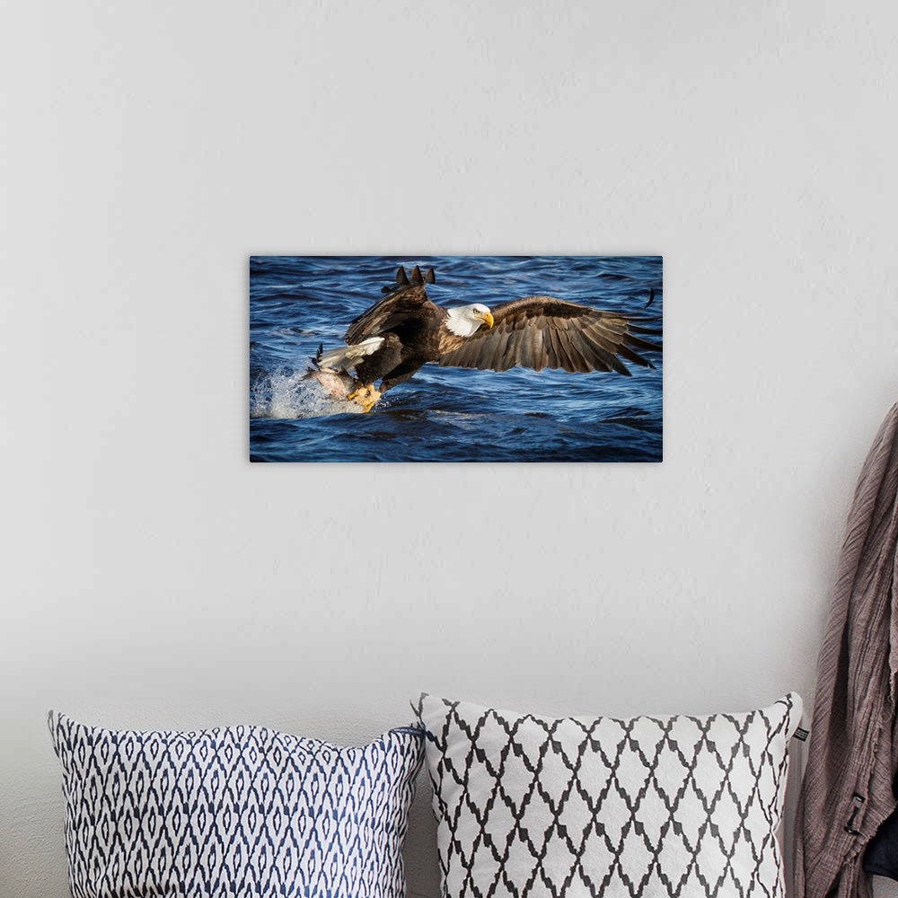 A bohemian room featuring A Bald Eagle flies down to the water to catch fish.