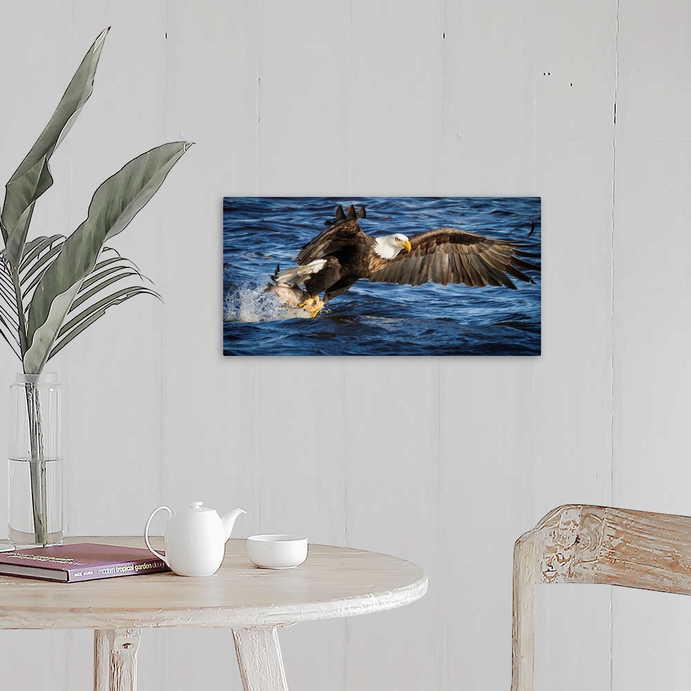 A farmhouse room featuring A Bald Eagle flies down to the water to catch fish.