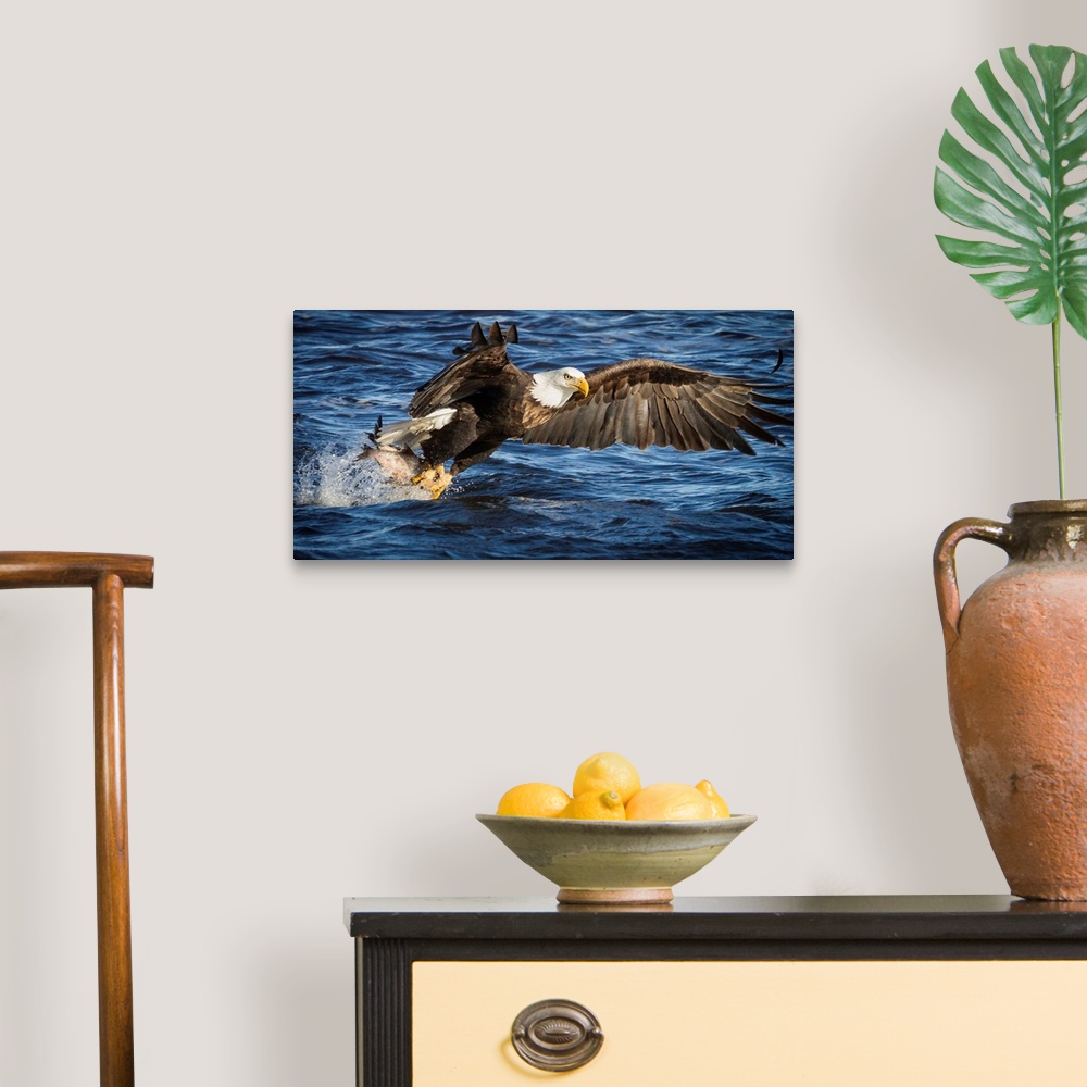 A traditional room featuring A Bald Eagle flies down to the water to catch fish.