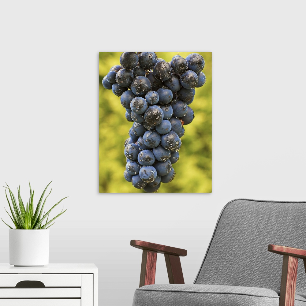 A modern room featuring Grapes
