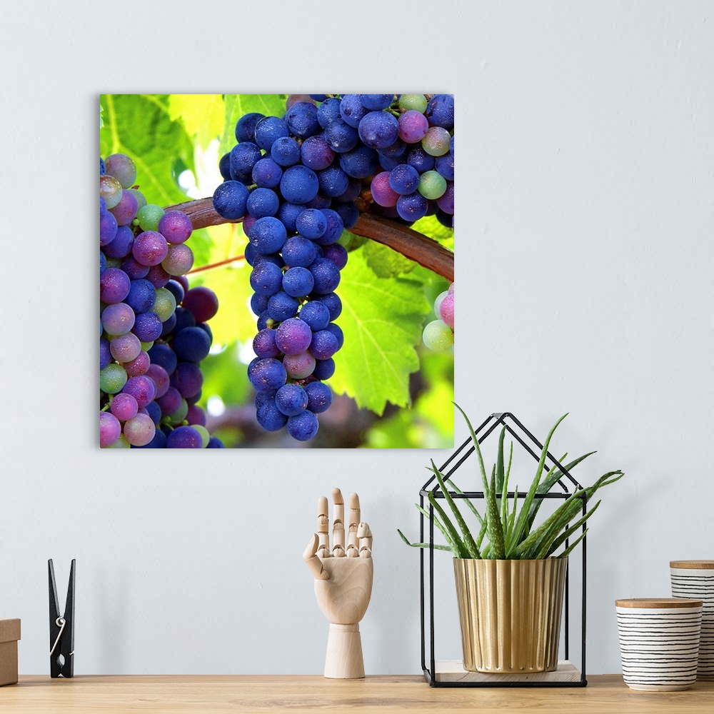 A bohemian room featuring Bunches of grapes hanging on the vine.