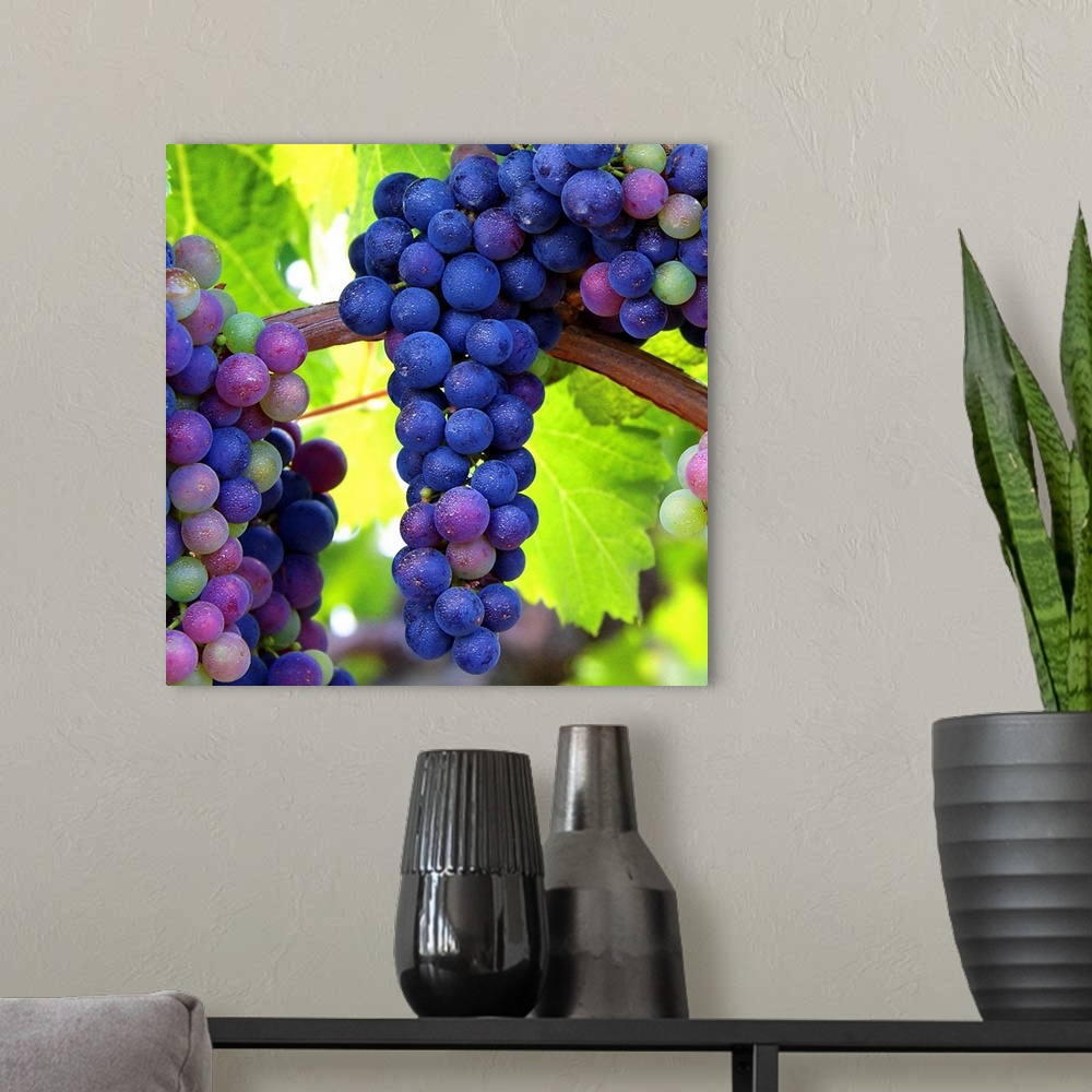 A modern room featuring Bunches of grapes hanging on the vine.