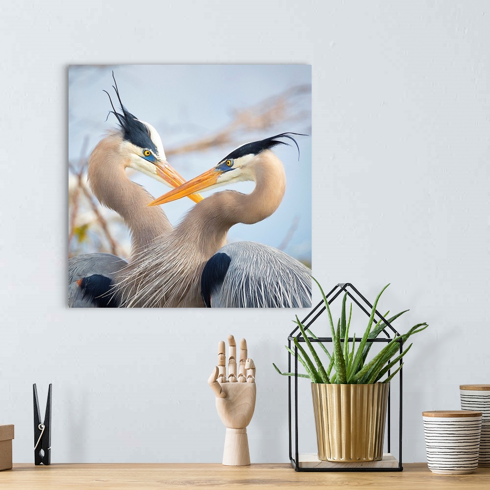 A bohemian room featuring A pair of Great Blue Herons in breeding plumage at Wakodahatchee Wetlands Wildlife Reserve in Del...