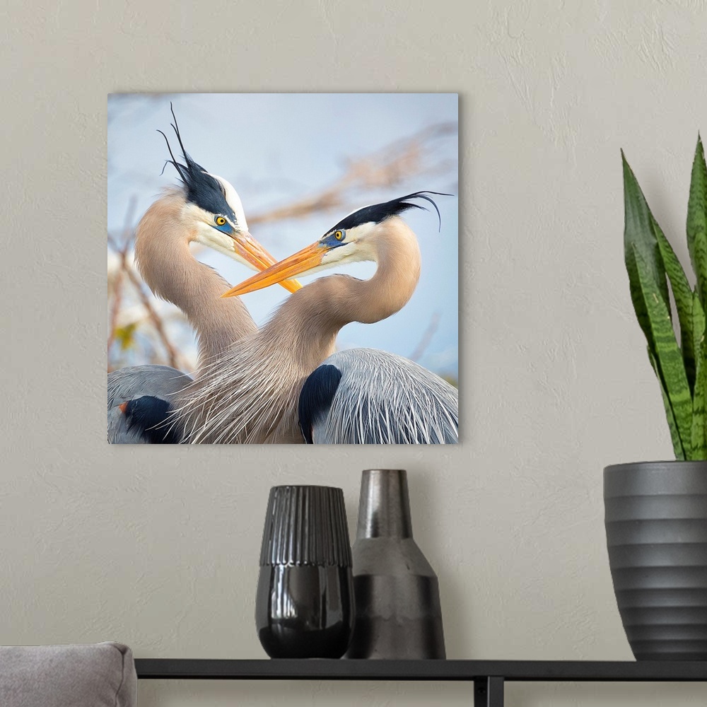 A modern room featuring A pair of Great Blue Herons in breeding plumage at Wakodahatchee Wetlands Wildlife Reserve in Del...