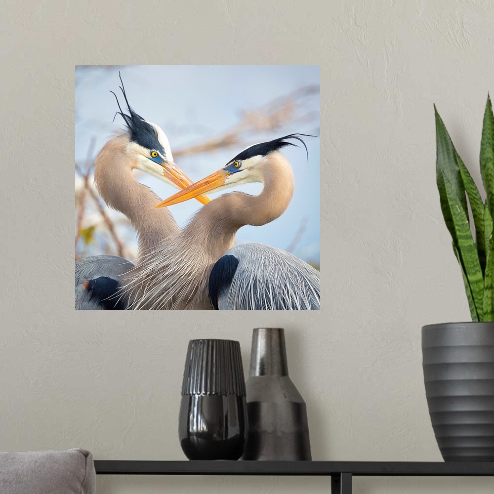 A modern room featuring A pair of Great Blue Herons in breeding plumage at Wakodahatchee Wetlands Wildlife Reserve in Del...