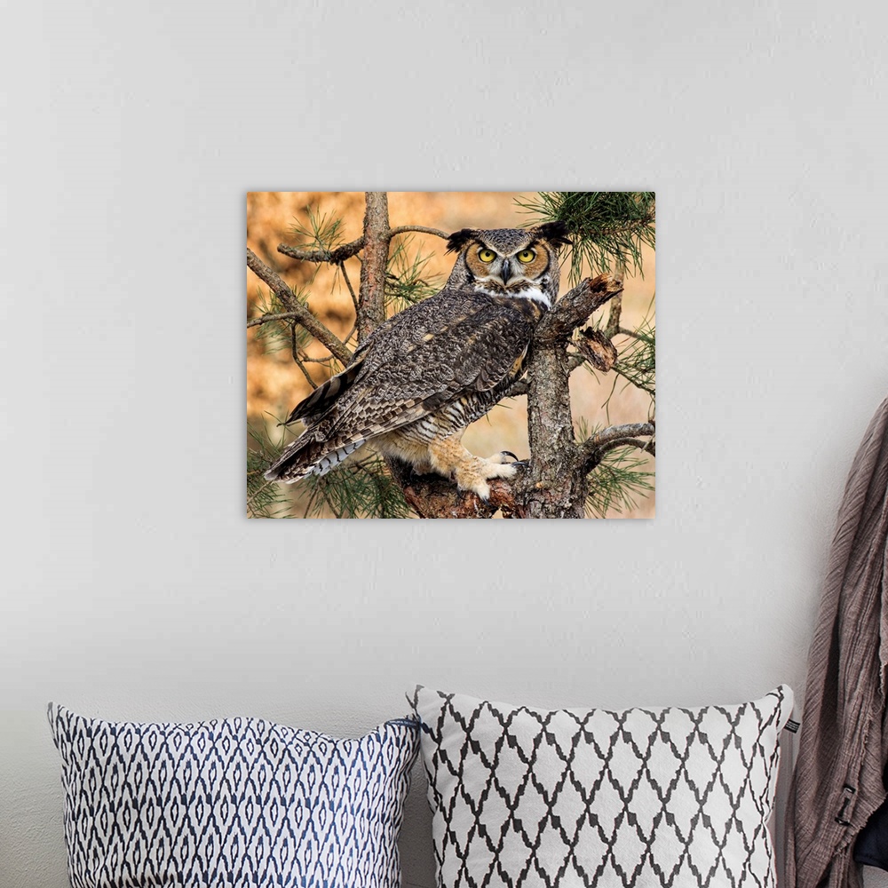 A bohemian room featuring Great Horned Owl in a pine tree.
