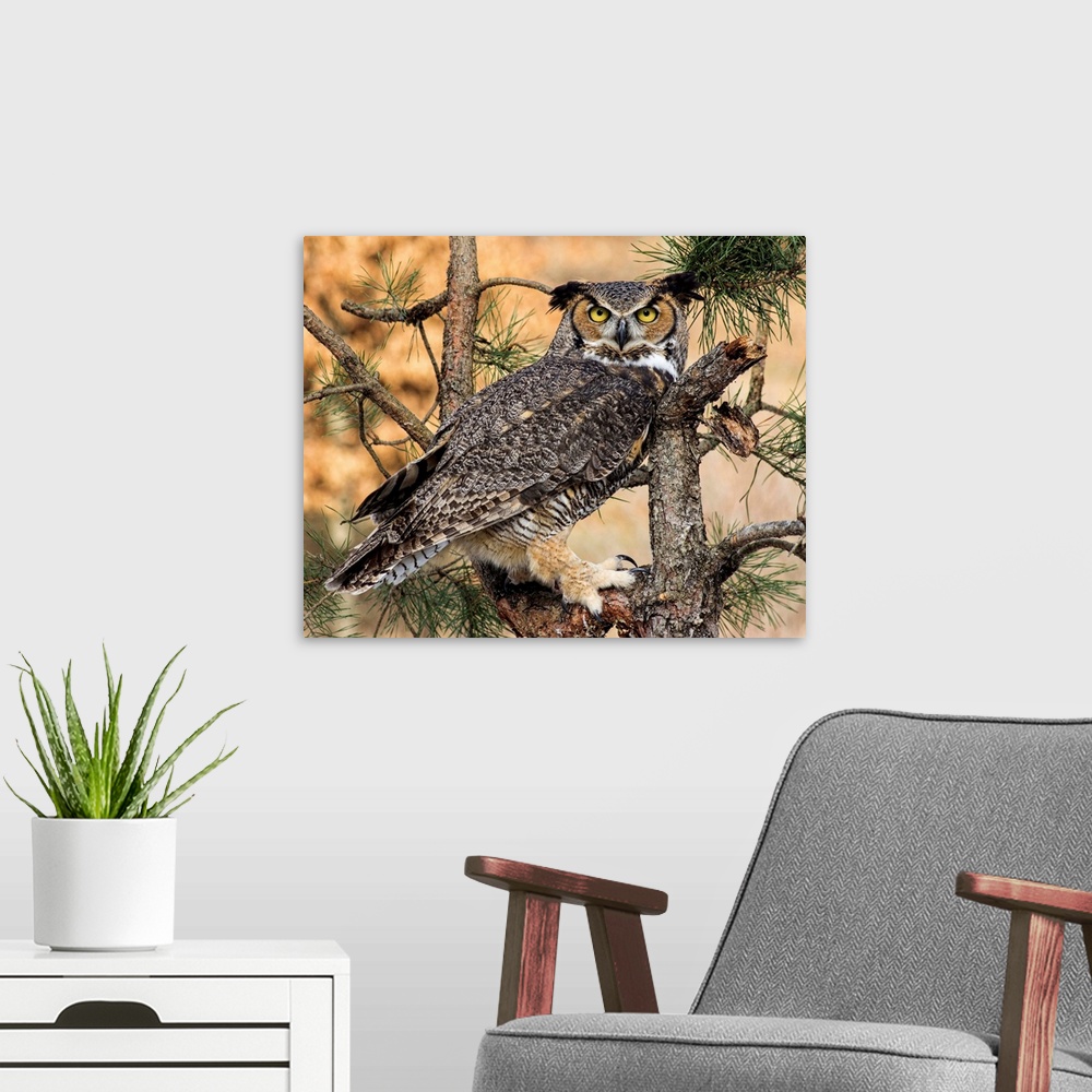 A modern room featuring Great Horned Owl in a pine tree.