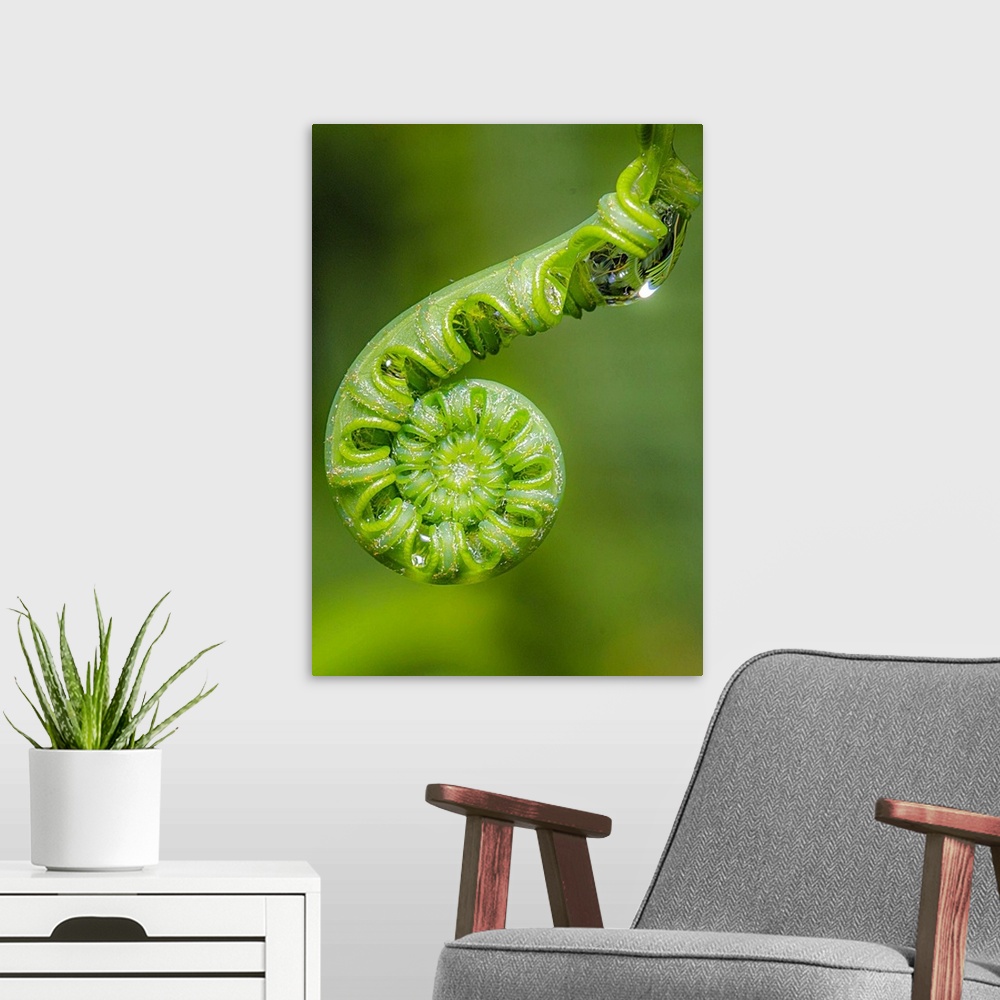 A modern room featuring The curled end of a fiddlehead fern with droplets of dew.