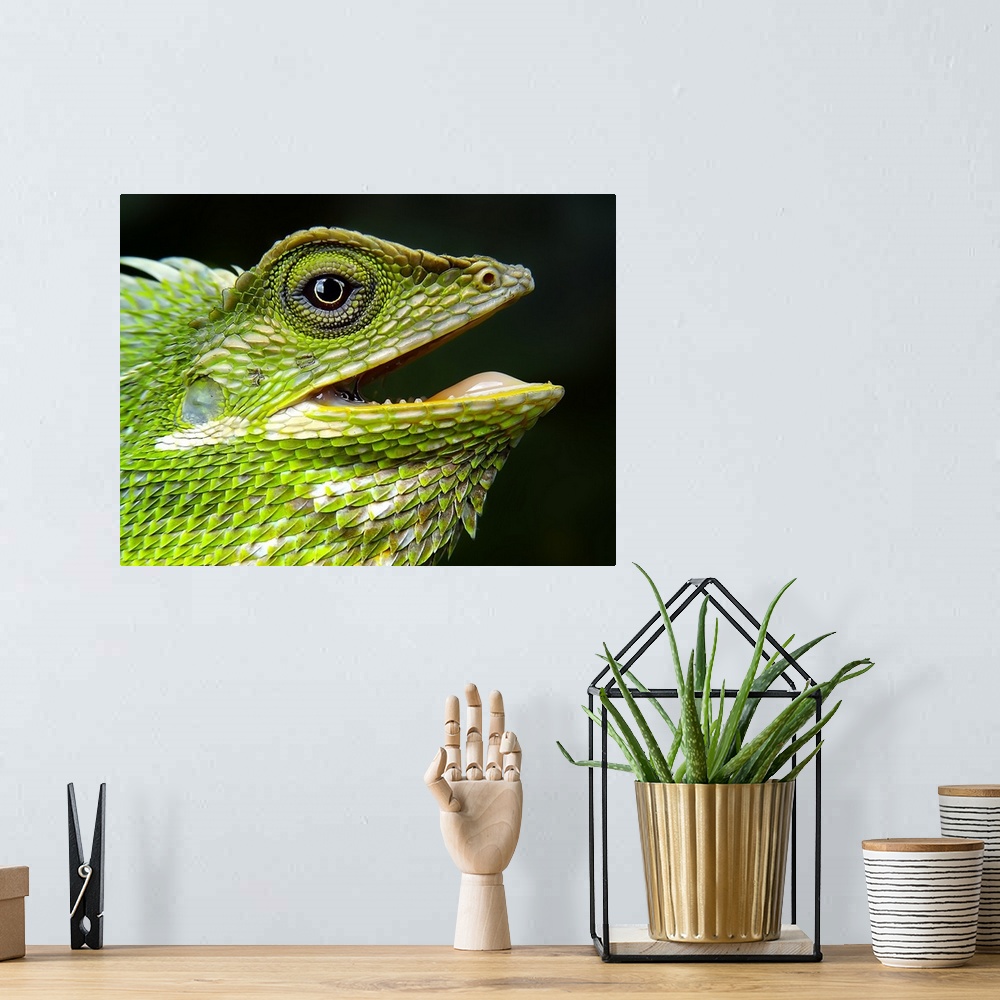 A bohemian room featuring Green Crested Lizard