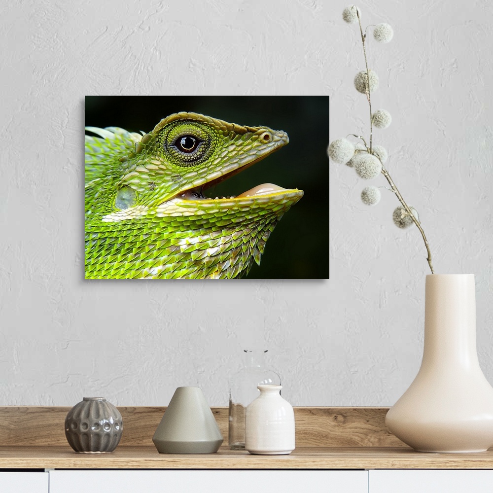 A farmhouse room featuring Green Crested Lizard