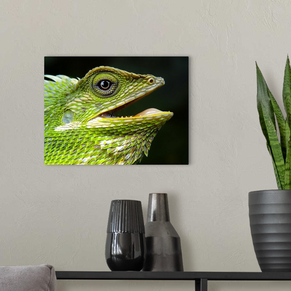 A modern room featuring Green Crested Lizard