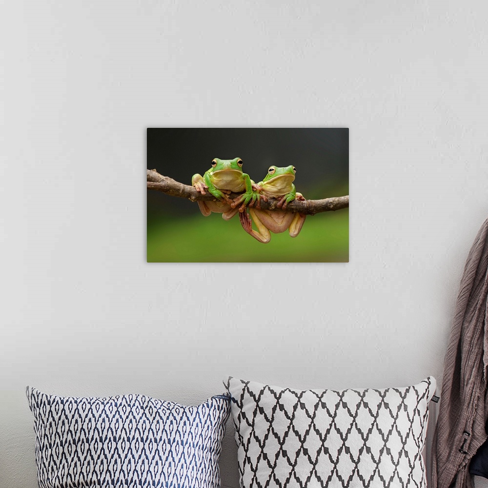 A bohemian room featuring Two green tree frogs sharing a branch.
